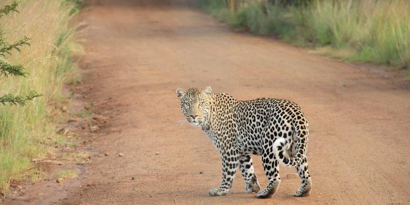 西班牙汽车零配件：性能升级的卓越选择与全球供应链的关键角色
